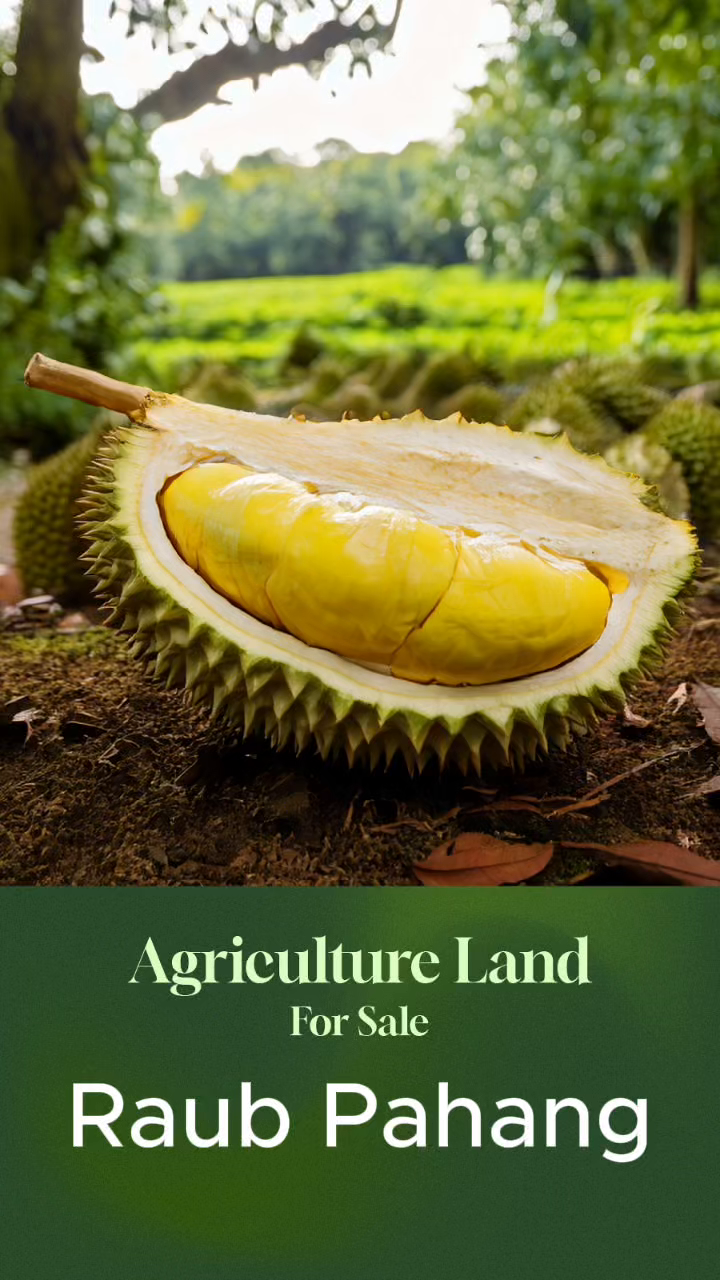7.75 Acres Black Thorn Durian Orchard in Raub, Pahang