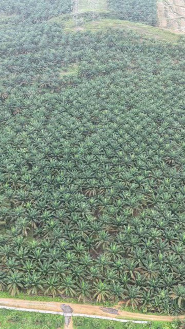 Kulai Oil Palm Land for Sale