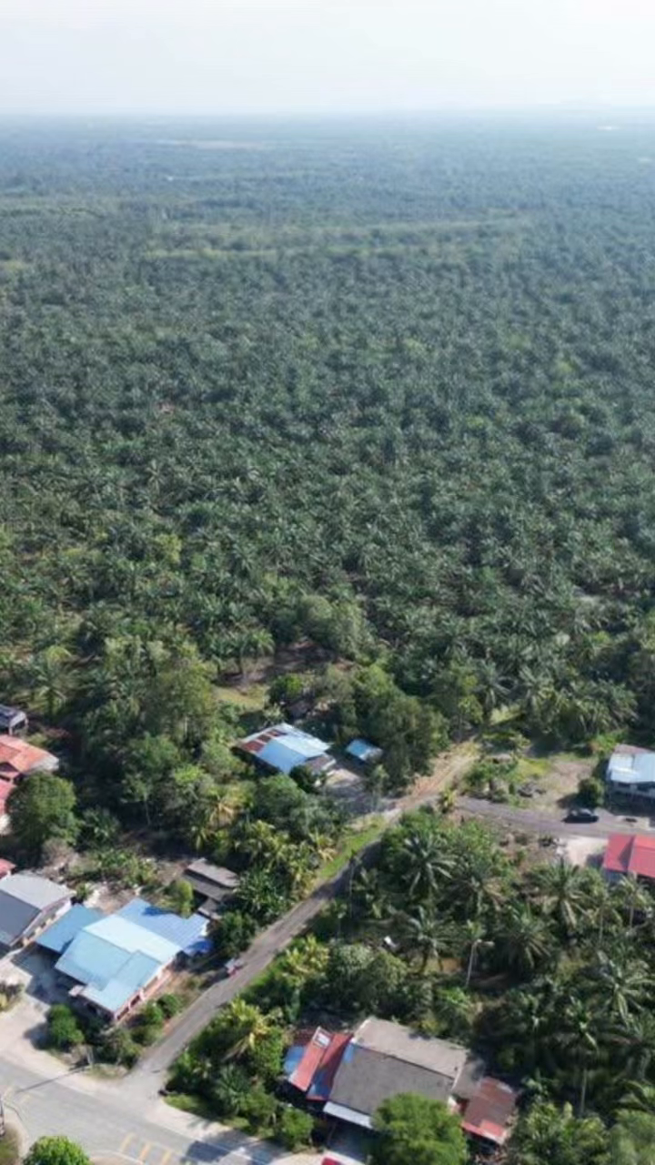 Pontian 笨珍 - 油棕树农业地 Agricultural Land For Sale