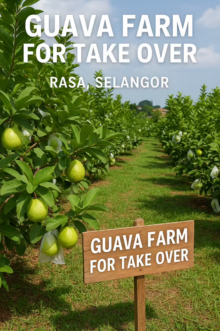 Guava Lohan Farm Opportunity – Rasa, Selangor
