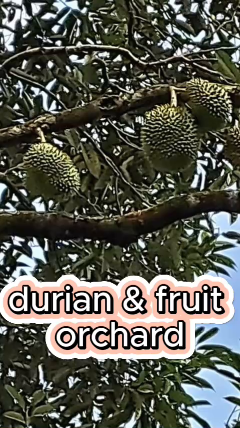 Own a Slice of Paradise: Packed with Premium Durian Trees – Just an Hour from KL!"