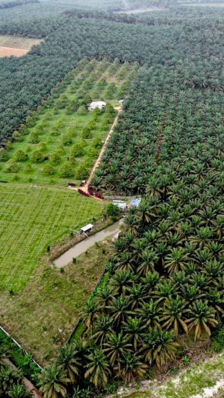 Durian Farm for Sale @ Sedenak Kulai Johor